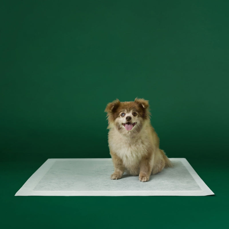 Disposable Dog Pee Pads with AbsorbShield+ Technology B7